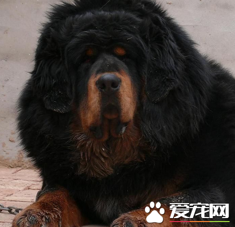 藏獒幼犬價格 地域決定藏獒犬價格多少