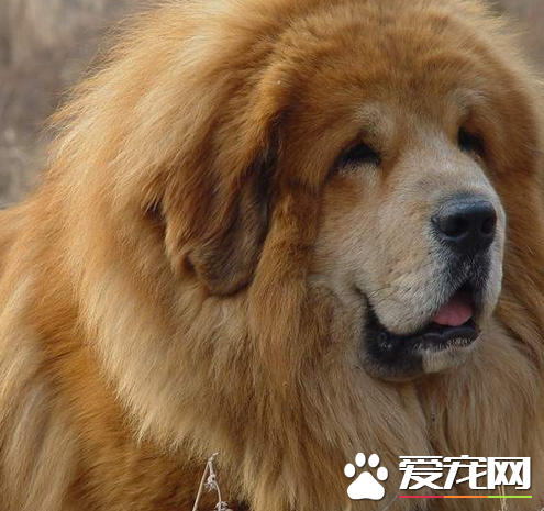 藏獒幼犬價格 地域決定藏獒犬價格多少