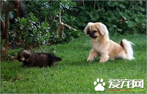 家庭犬西藏獵犬多少錢一只 價格大約500-3000元