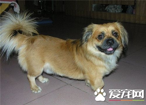 家庭犬西藏獵犬多少錢一只 價格大約500-3000元