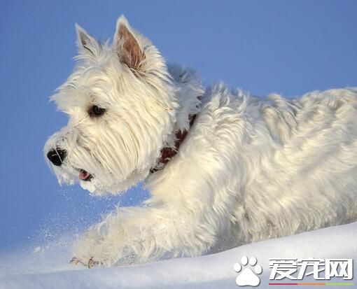 西高地白梗是哪個國家 來自蘇格蘭西部的狗狗