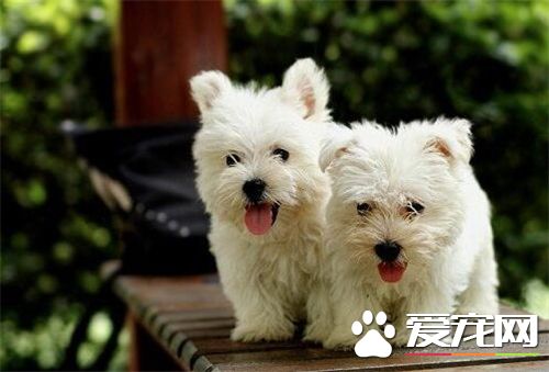 西高地白梗犬多少錢 純種的狗狗賣一千到一千五