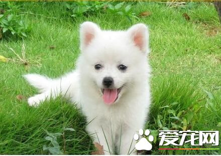 小銀狐犬的價格 血統好的幼犬價格會同比增高500元
