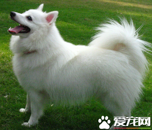 銀狐犬與博美的區別 身體比白博美長