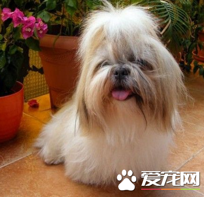 西施犬的品種 在中國知名度很高