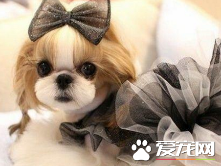 西施犬的品種 在中國知名度很高