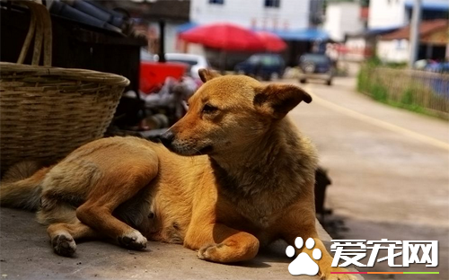 中華田園犬幼犬特征 教你正確的挑選幼犬