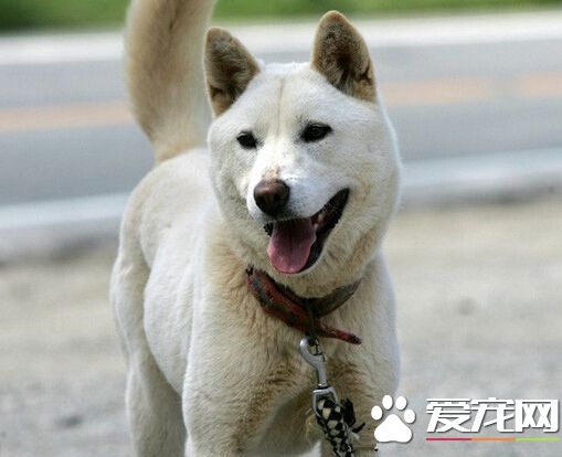 珍珠狗是什麼狗 韓國為數不多的犬種之一