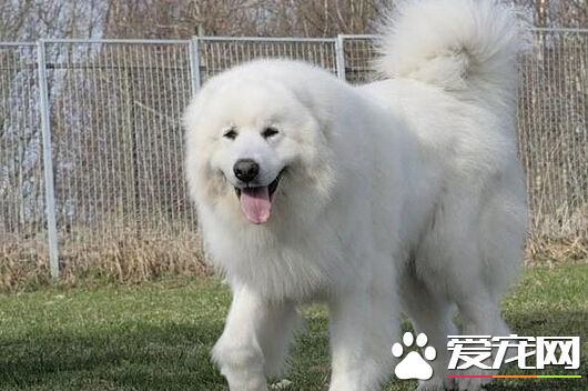大白狗是什麼狗 其實是大白熊或是薩摩耶