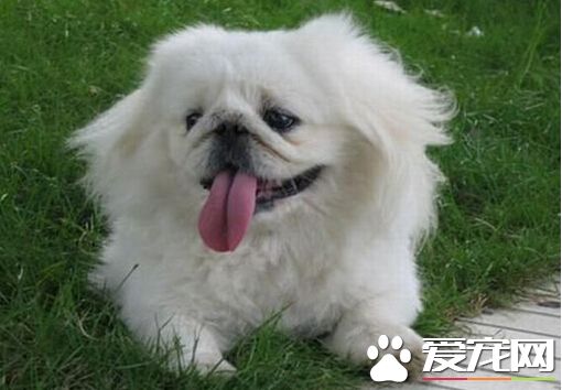 最好的狗是什麼狗 中國的五大名犬介紹