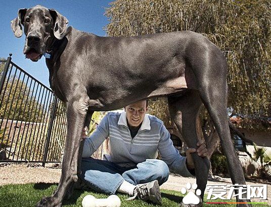 最大的狗是什麼狗 大喬治史上最大的狗
