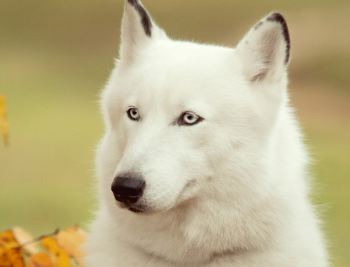阿拉斯加雪橇犬多少錢一只 地域等決定價格