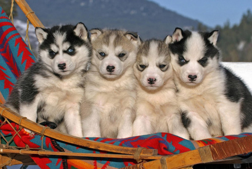 阿拉斯加雪橇犬去哪買 各地狗狗價格不同