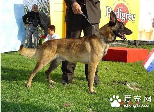 比利時馬林諾斯犬哪裡賣 該犬警覺性高