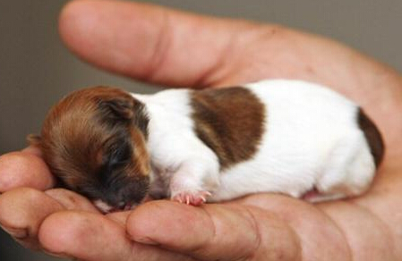世界上最小的狗 吉娃娃屬小型犬種裡最小型