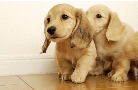 大耳狗是什麼品種 多種狗狗總有你喜愛