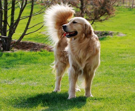 什麼狗可以做導盲犬 常見的是拉布拉多犬