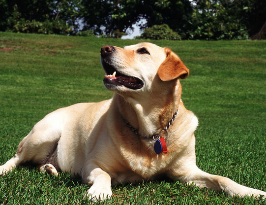 什麼狗可以做導盲犬 常見的是拉布拉多犬