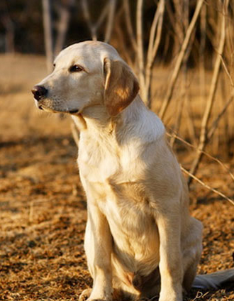 什麼狗適合做導盲犬 要求狗神經類型為安靜型