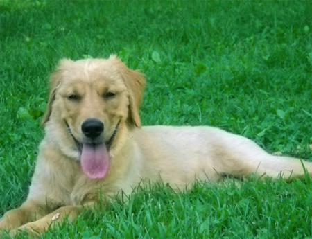 導盲犬是什麼顏色 犬種不同顏色有所區別