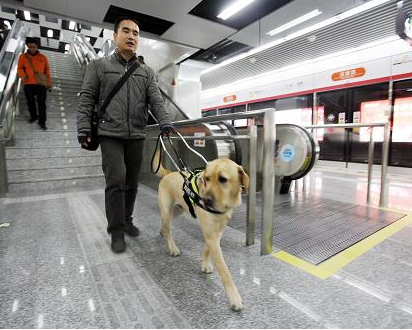 導盲犬是什麼犬 很多犬都可以訓練成導盲犬