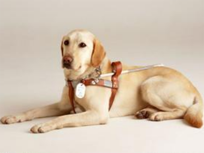導盲犬多少錢一只 導盲犬要經過一定的訓練