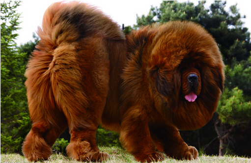世界上最大的狗品種 體型大的狗狗排行
