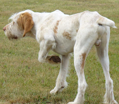 史畢諾犬哪裡賣 意大利最古老的犬種之一