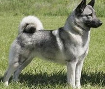 挪威獵麋犬多少錢 是一種勇敢的灰色獵犬