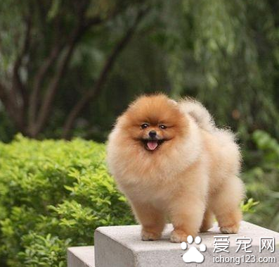 最溫順的小型犬 博美是較溫順的小型犬