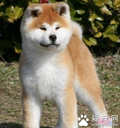 秋田犬哪裡買 該犬被毛稠密而美觀