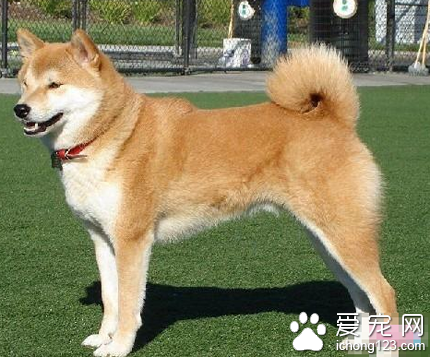 哪裡可以買秋田犬 該犬在日本很受歡迎