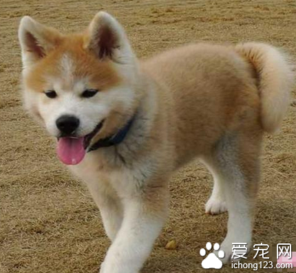 秋田犬多錢一只 優秀的守護犬和伴侶犬