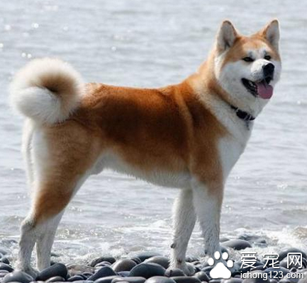 秋田犬是柴犬嗎 它們是兩種不同品種的狗