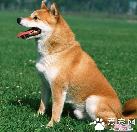  秋田犬多少錢一只 喜歡運動的品種之一