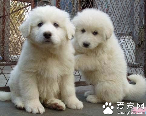成年大白熊犬多少錢 賽級犬價格很貴
