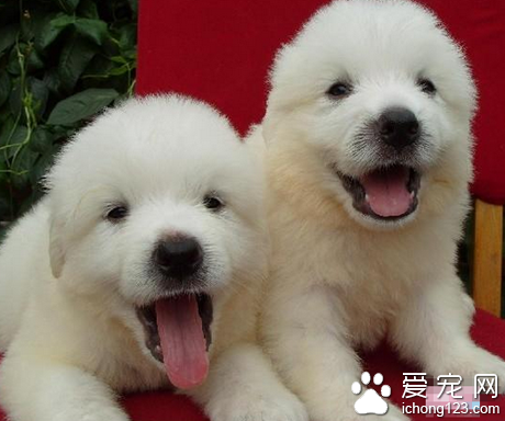 大白熊犬幾個月長大 該犬屬於大型犬