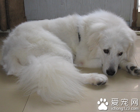大白熊犬幼犬多少錢 需要大的生活空間