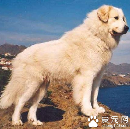 大白熊幼犬多少錢 2000到5000元左右