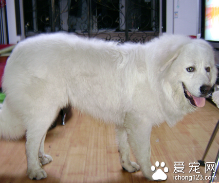 大白熊是什麼犬 該犬屬於大型犬