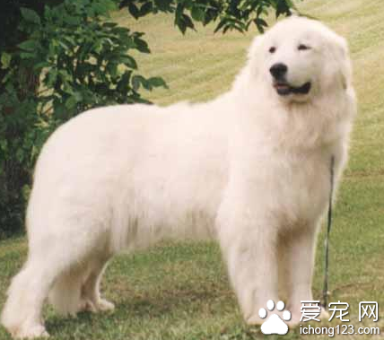 大白熊犬多少錢 該犬純種價格比較高
