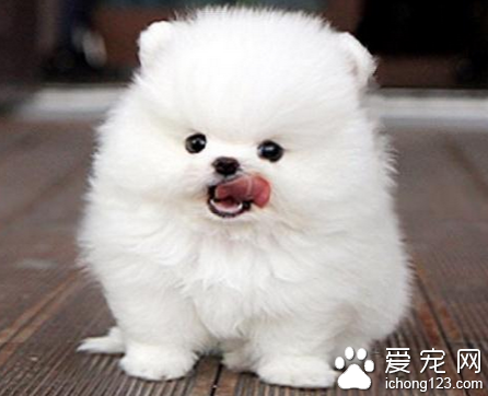 最受歡迎的小型犬 博美的外形可愛