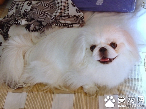 北京犬價格 不同地區北京犬價格也不同
