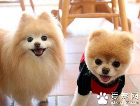 萌犬俊介是什麼品種 是目前最流行的偶像犬