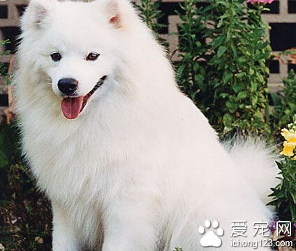 愛斯基摩犬價格 價格大約為2000-8000元