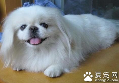 北京犬多少錢 普遍價格都在一千元以上