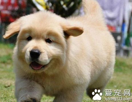 金毛幼犬價格 一只金毛售價約一千五百元