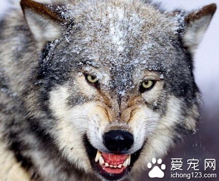 狼和狗的區別 狼在能獨立的時候會離開母親