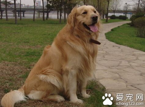 導盲犬是什麼狗 是經過長期訓練的狗狗