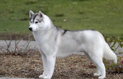 雪橇犬有幾種 世界上常見的雪橇犬有四種